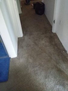 Tucson Carpet pet damage after